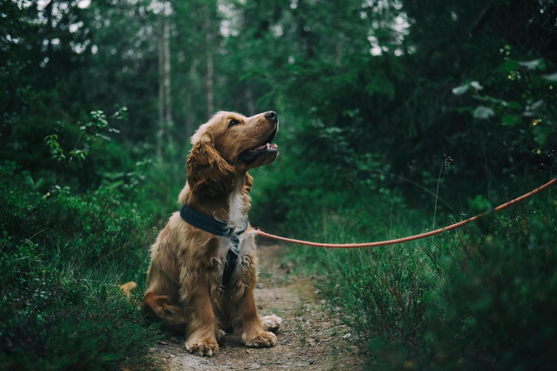 Dog & Cat Vets in Bellevue